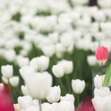 Appree - Notas Adhesivas | Standing | Tulipán rojo