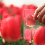 Appree - Notas Adhesivas | Standing | Tulipán rojo