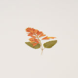 Appree - Pressed Flower Stickers | Salvia