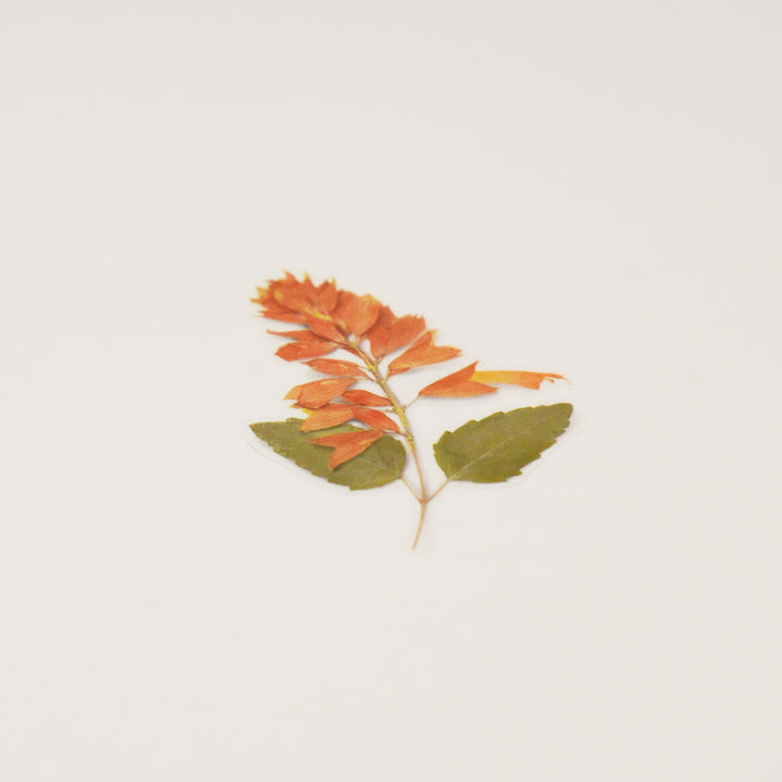 Appree - Pressed Flower Stickers | Salvia
