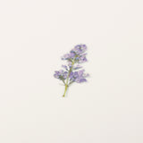 Appree - Flores Prensadas Pegatinas | Lilac