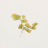 Appree - Pressed Flower Stickers | Adiantum