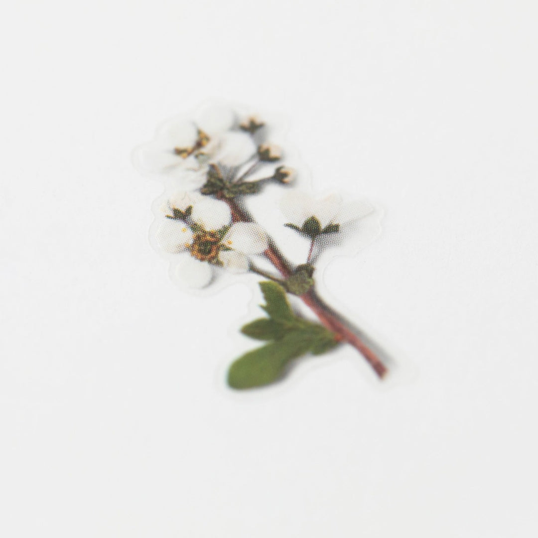 Appree - Pressed Flower Stickers | Bridal Wreath