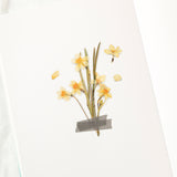 Appree - Pressed Flower Stickers | Narcissus