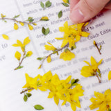 Appree - Flores Prensadas Pegatinas | Forsythia