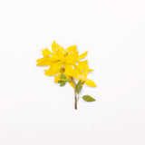 Appree - Flores Prensadas Pegatinas | Forsythia