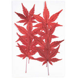 Rico Design - Flores Naturales Secas y Prensadas | 8 piezas | Maple Leaf