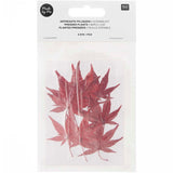 Rico Design - Flores Naturales Secas y Prensadas | 8 piezas | Maple Leaf