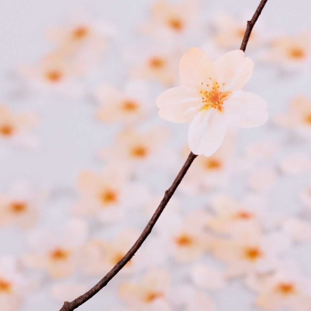 Appree - Notas Adhesivas | Flores de Cerezo Blancas | Tamaño L