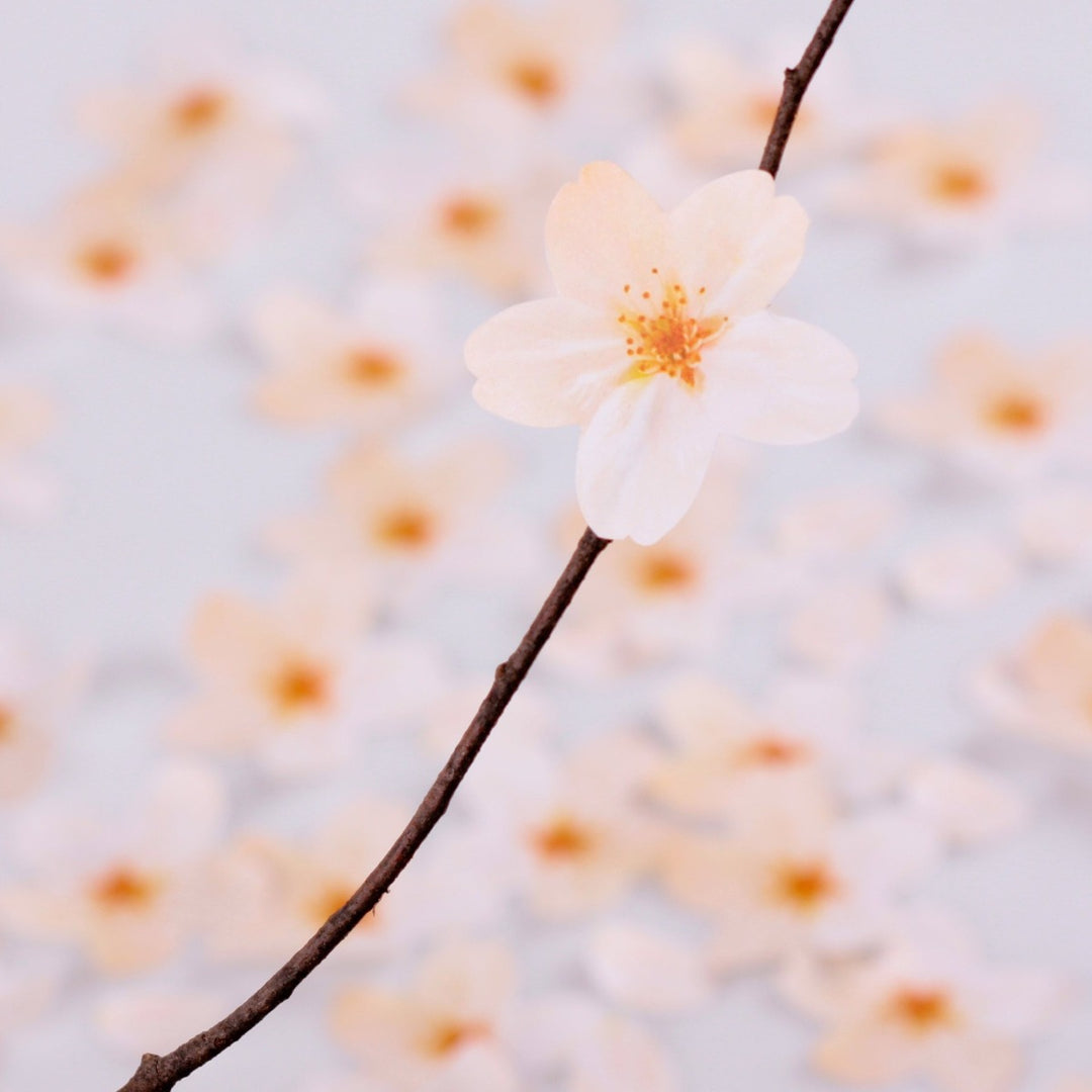 Appree - Notas Adhesivas | Flores de Cerezo Blanca | Tamaño S
