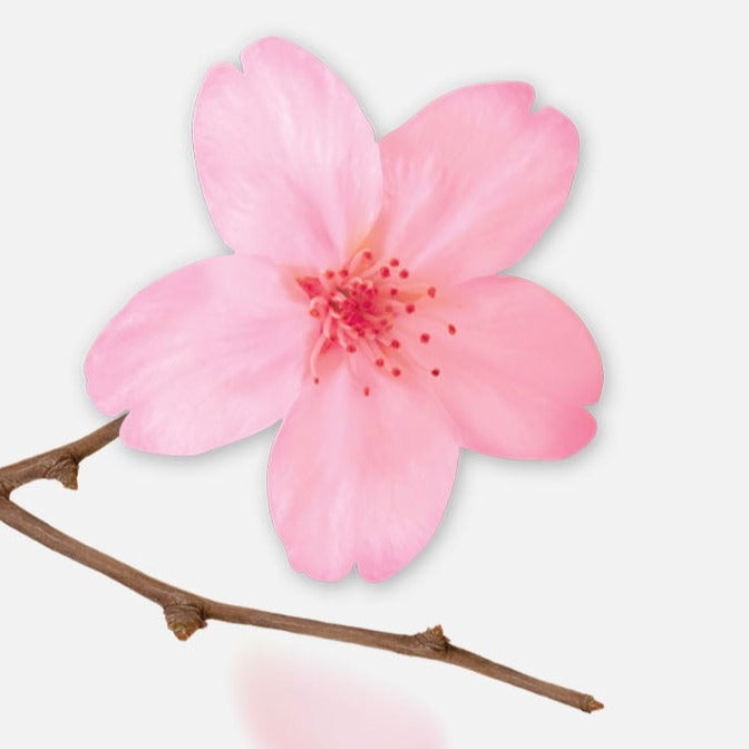 Appree - Notas Adhesivas | Flores de Cerezo Rosa | Tamaño M