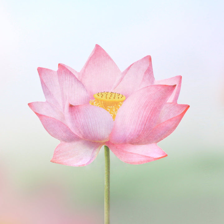 Appree - Sticky Notes | Pink Lotus | Size L