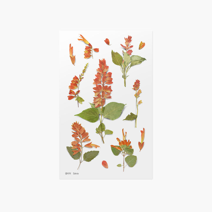 Appree - Flores Prensadas Pegatinas | Salvia