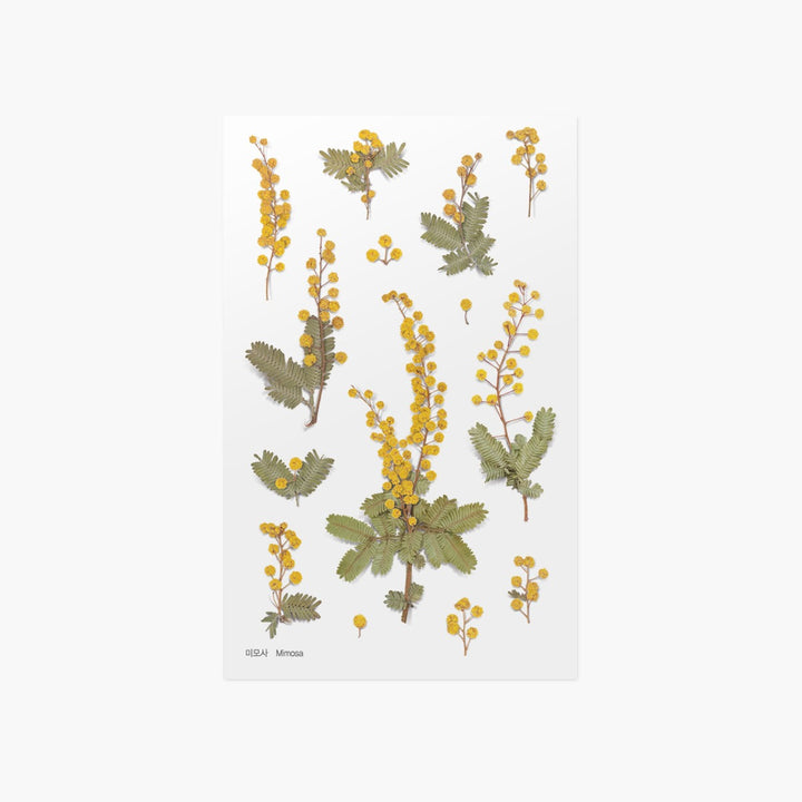 Appree - Pressed Flower Stickers | Mimosa