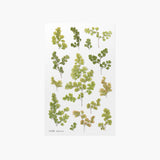 Appree - Pressed Flower Stickers | Adiantum