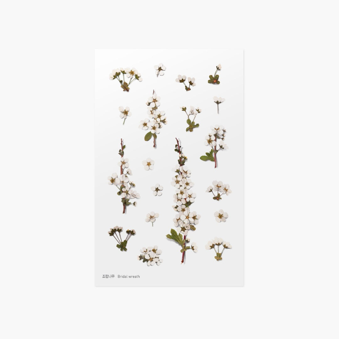 Appree - Pressed Flower Stickers | Bridal Wreath