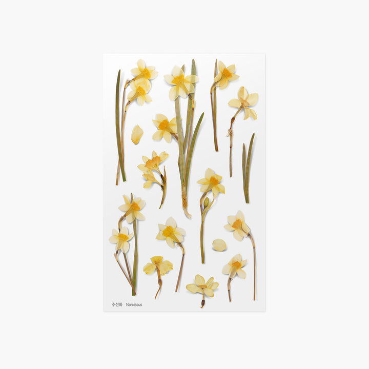 Appree - Flores Prensadas Pegatinas | Narciso