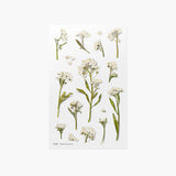 Appree - Flores Prensadas Pegatinas | Sweet alyssum