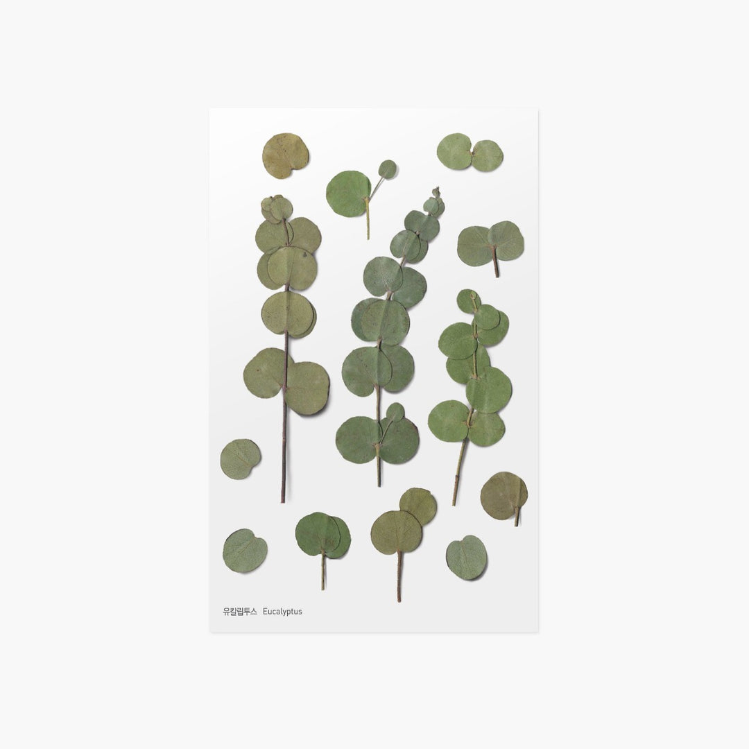 Appree - Pressed Flower Stickers | Four Leaf Clover 