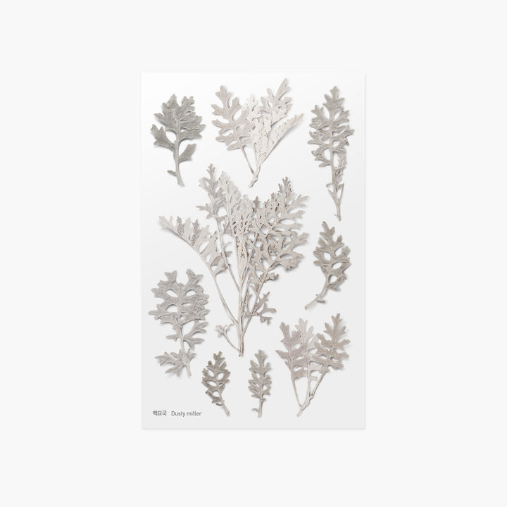 Appree - Pressed Flower Stickers | Dusty miller