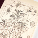 Hobonichi - Cuaderno Tomitaro Makino: Hobonichi Graph Notebook (A6) - Yamazakura
