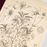 Hobonichi - Cuaderno Tomitaro Makino: Hobonichi Graph Notebook (A5) - Yamazakura