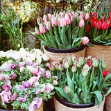 Zoé de Las Cases - Paris Chéri Sticker Book