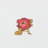 Appree - Flores Prensadas Pegatinas | Rosa