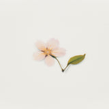 Appree - Flores Prensadas Pegatinas | Flor de Cerezo