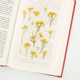 Appree - Pressed Flower Stickers | Rapeseed Flower