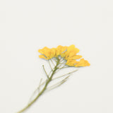 Appree - Pressed Flower Stickers | Rapeseed Flower