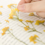 Appree - Pressed Flower Stickers | Rapeseed Flower