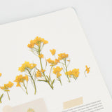 Appree - Pressed Flower Stickers | Rapeseed Flower