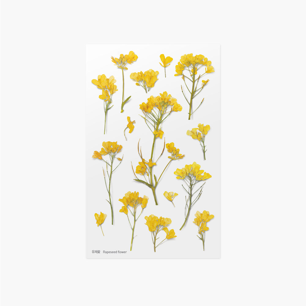 Appree - Flores Prensadas Pegatinas | Flores de Colza
