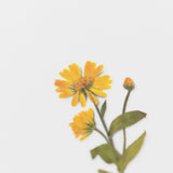 Appree - Pressed Flower Stickers | Calendula