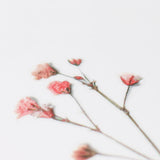 Appree - Pressed Flower Stickers | Gypsophila