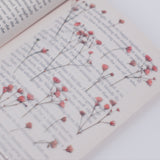 Appree - Pressed Flower Stickers | Gypsophila