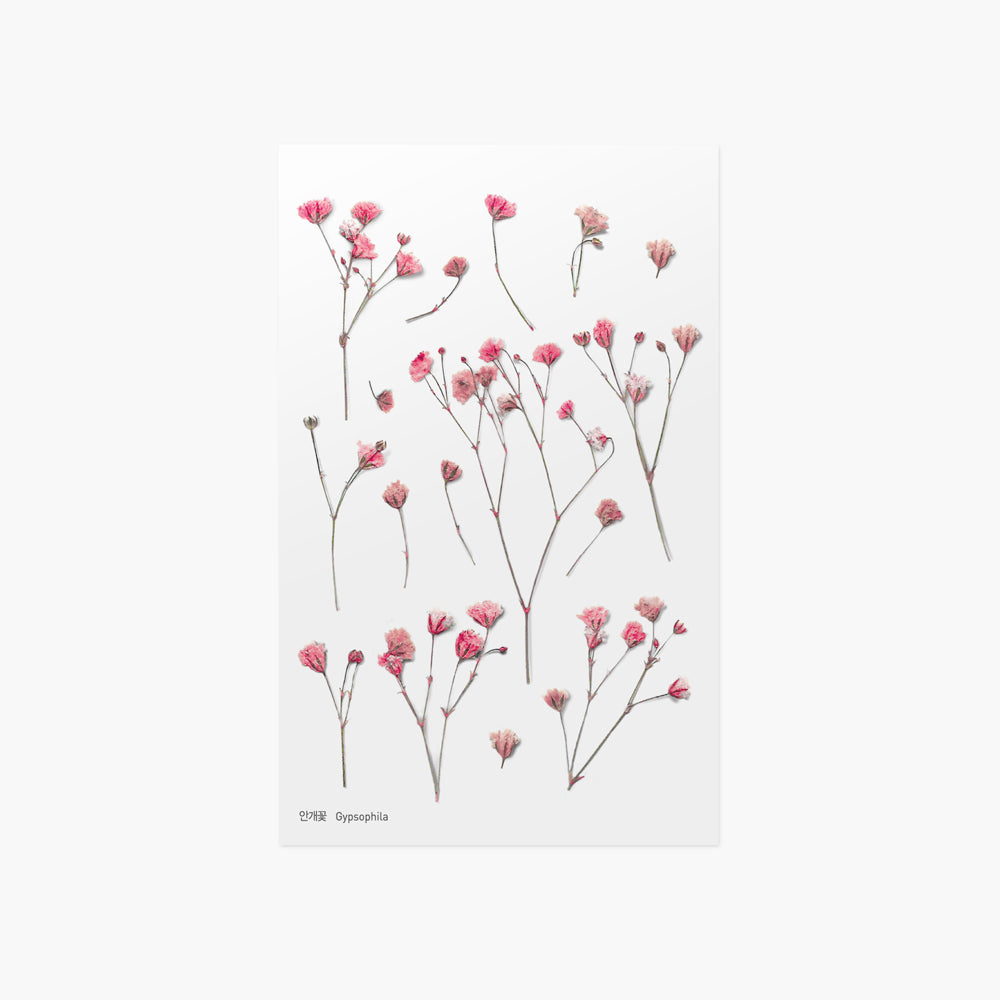 Appree - Pressed Flower Stickers | Gypsophila