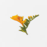 Appree - Flores Prensadas Pegatinas | Freesia